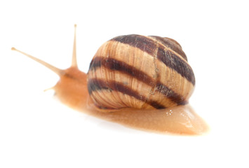 snail on a white background. macro
