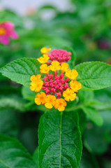 Single beautiful Weeping lantana in garden