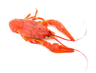 Hot boiled crayfish on white background