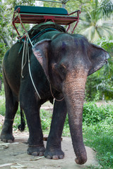 Elefante tahiland&eacute;s