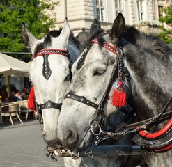 Horses in carriage