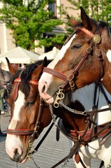 Fototapeta premium Two head horses