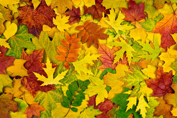 Naklejka na ściany i meble fall leaves