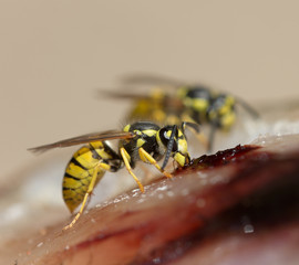 wasp eats fish meat. macro