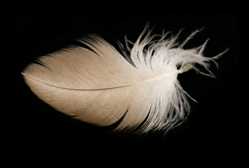 feather on a black background