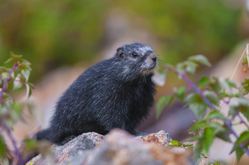 Rare Black Marmot