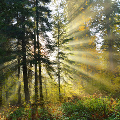 Autumn forest