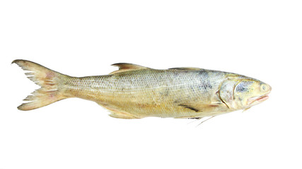Juvenile Threadfin Salmon