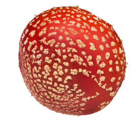 large red fly agaric cap on white