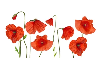 Photo sur Plexiglas Coquelicots groupe de fleurs de pavot rouge sauvage sur blanc