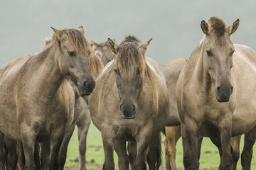 Obraz na płótnie Canvas Dülmener dzikie konie Merfelder przerwa