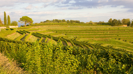 Vineyards on a Summer Evening