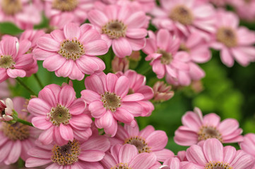 Pink little dahlias closeup image