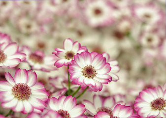 Little pink and white dahlias closeup image