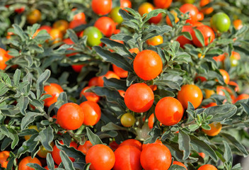 Solanum pseudocapsicum berries - 57326640