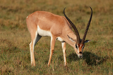 Grants gazelle, Lake Nakuru National Park