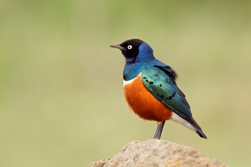 Colorful superb starling (Lamprotornis superbus)