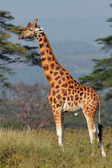 Naklejka na ściany i meble Rothschildowie żyrafa, Park Narodowy Lake Nakuru