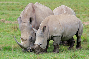 Obraz premium White rhinoceros feeding, Lake Nakuru National Park