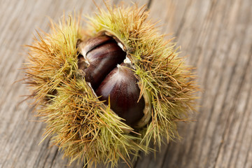Chestnut (Castanea sativa) in prickly shell