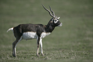 Blackbuck, Antilope cervicapra