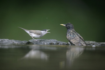 Blackcap, Sylvia atricapilla