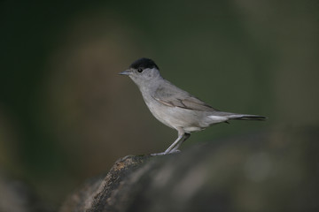 Blackcap, Sylvia atricapilla