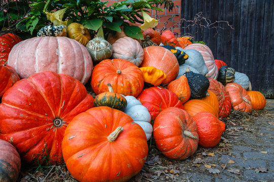 A lot ov various pumpkins