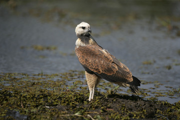 Black-collared hawk, Busarellus nigricollis
