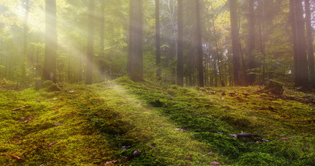 Morgenstimmung im Wald