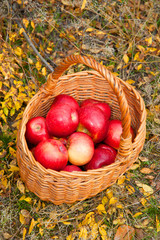 wattled basket with red apples