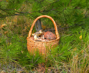 wattled basket with mushrooms