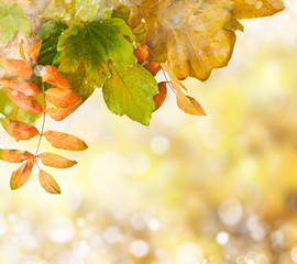 Natural outdoors bokeh in golden autumn tones