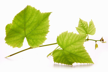 Green wine grape leaves. 