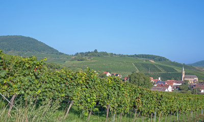 Fototapeta na wymiar Weinort Birkweiler an der Deutschen Weinstrasse