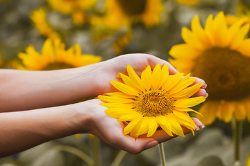 Close-up of sunflower in woman's hands
