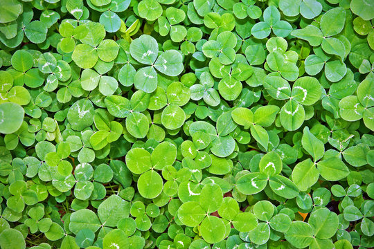 Clover background