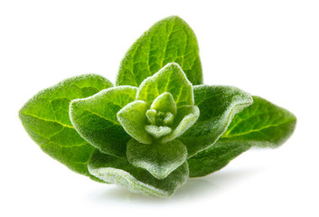 Oregano macro. Leaves on white background