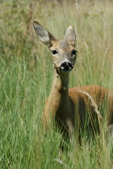 Roe deer in summer