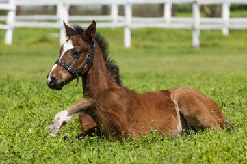 Foal on a summer pasture