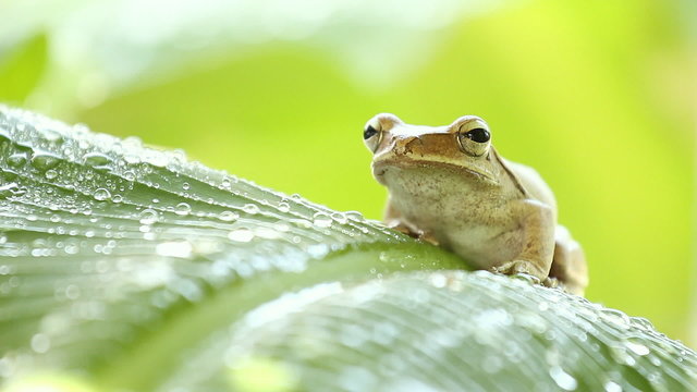 A little frog on green leaves