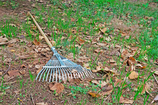 rake on grass and leaves