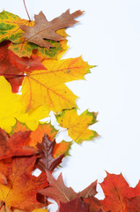 autumn leaves with space for your text