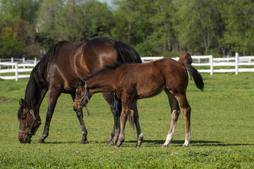 Mare and foal on a summer pasture