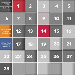 Menstrual cycle calendar Follicular, Ovulation, luteal phase