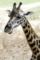 African Giraffe