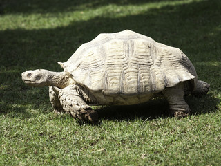 giant tortoise