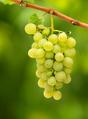 White grapes
