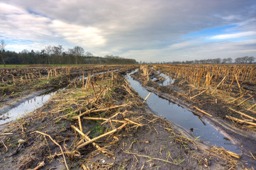 Muddy maize field