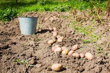 Сбор урожая картошки